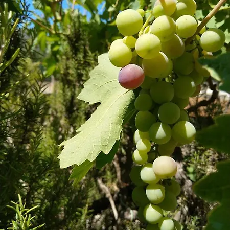 Amelia Апартаменты