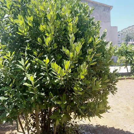Amelia * Sibenik