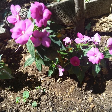 Апартаменты Amelia Шибеник